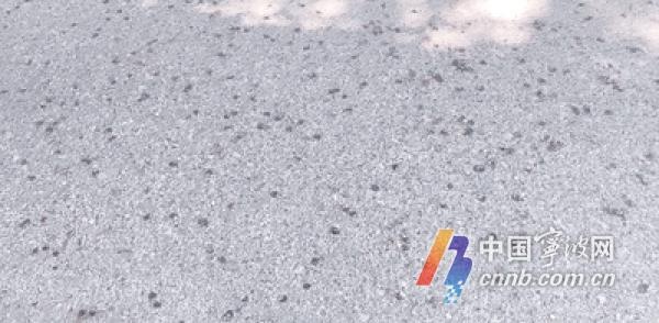 宁波的香樟树籽为何成了街头‘黑色噩梦’?如何有效应对? 第2张 宁波的香樟树籽为何成了街头‘黑色噩梦’?如何有效应对? 第2张