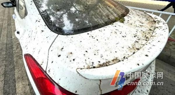 宁波的香樟树籽为何成了街头‘黑色噩梦’?如何有效应对? 第3张 宁波的香樟树籽为何成了街头‘黑色噩梦’?如何有效应对? 第3张