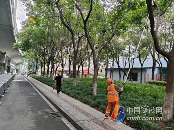 宁波的香樟树籽为何成了街头‘黑色噩梦’?如何有效应对? 第4张 宁波的香樟树籽为何成了街头‘黑色噩梦’?如何有效应对? 第4张