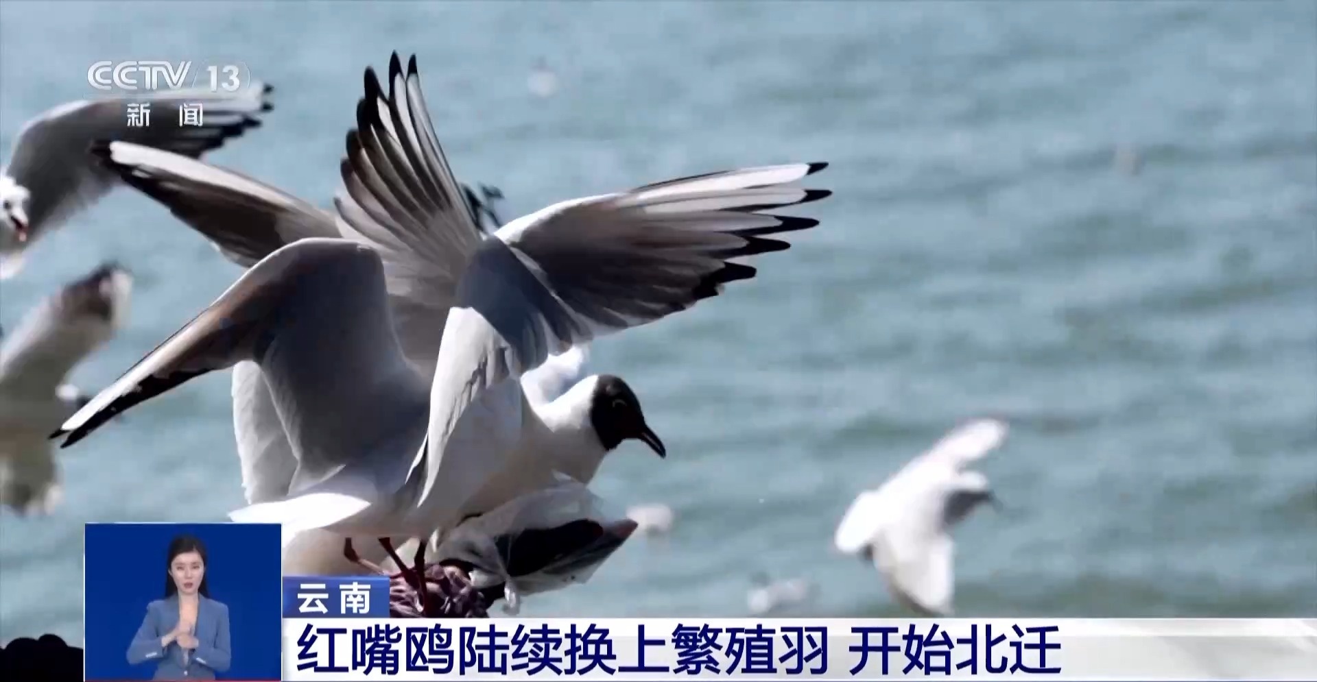 红嘴鸥即将北归，你抓住最后的观鸥时机了吗？  第2张