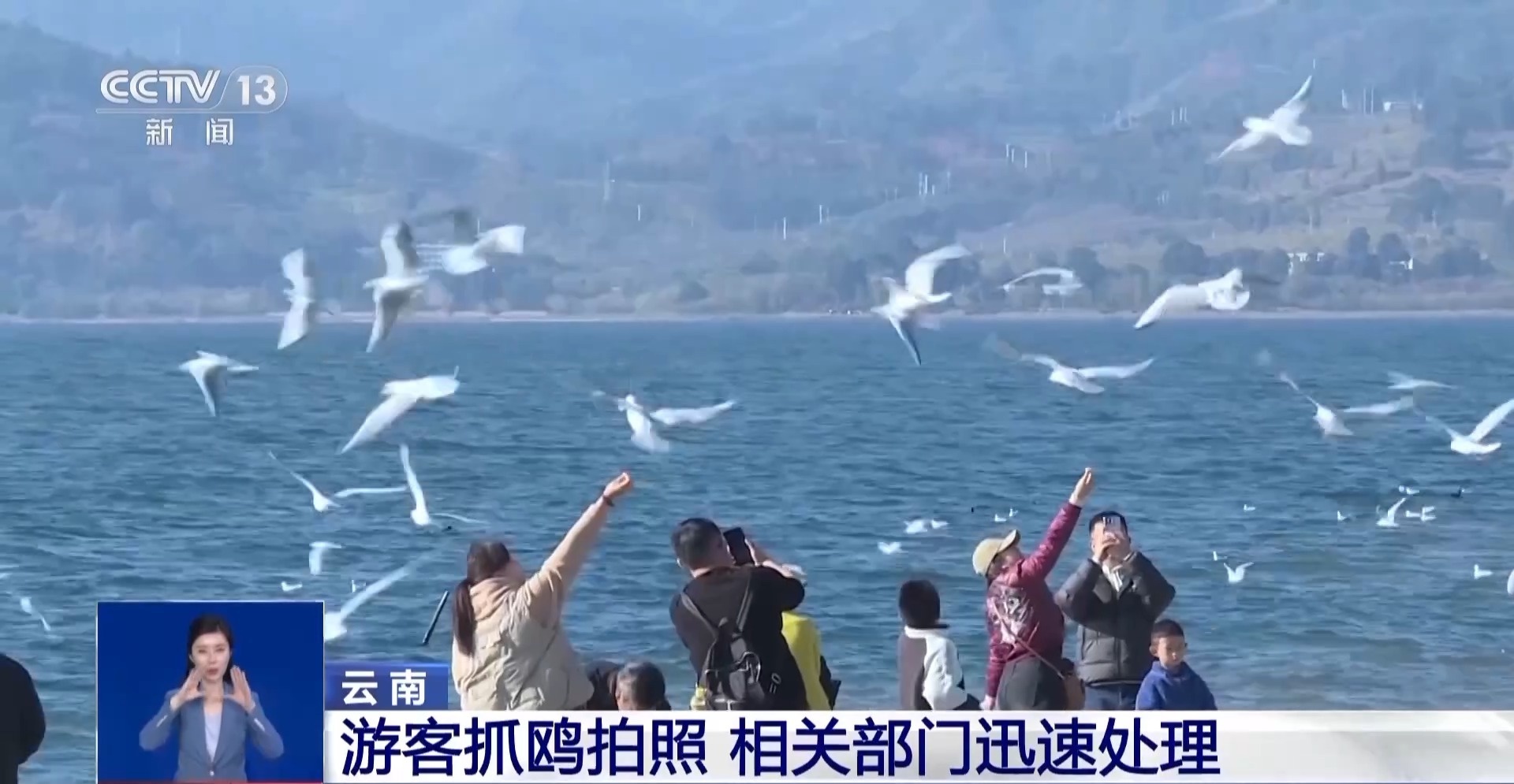 红嘴鸥即将北归，你抓住最后的观鸥时机了吗？  第5张