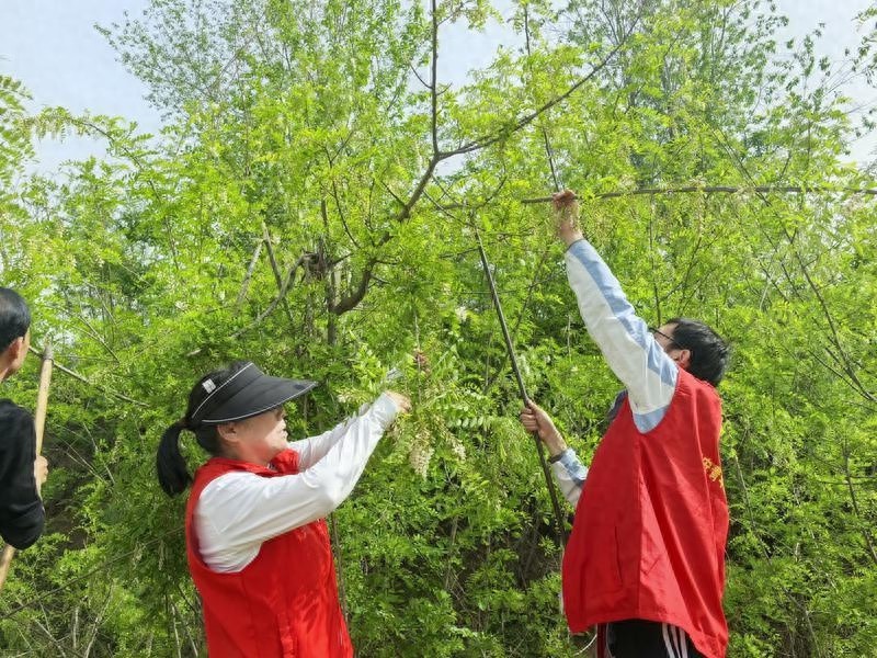 春日采摘槐花竟有这么多乐趣！你还在等什么？