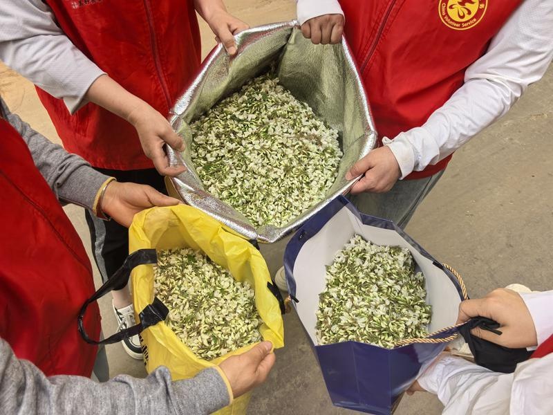 春日采摘槐花竟有这么多乐趣!你还在等什么? 第2张 春日采摘槐花竟有这么多乐趣!你还在等什么? 第2张