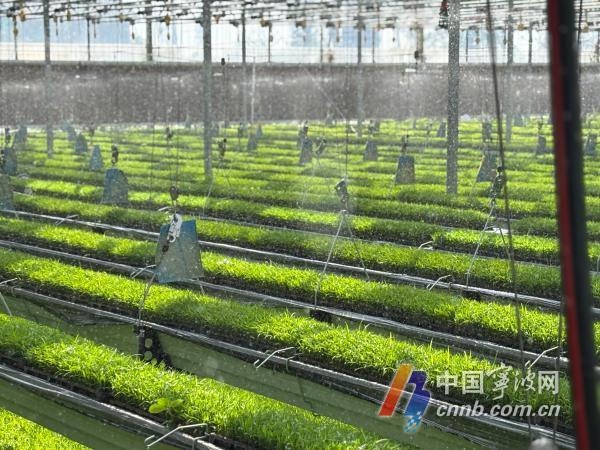 钢架空中育秧+草莓轮作，一年两收！这样的高科技农业你见过吗？  第2张