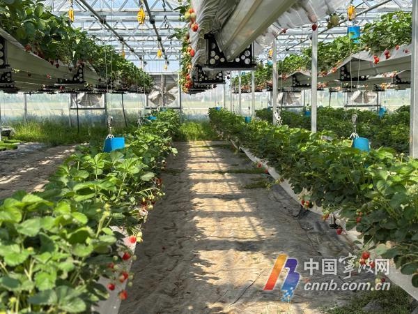 钢架空中育秧+草莓轮作，一年两收！这样的高科技农业你见过吗？  第3张
