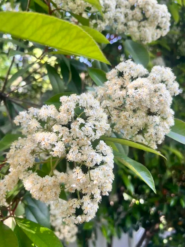 石楠花又开！这股臭名昭著的味道为何年年冲上热搜？  第2张
