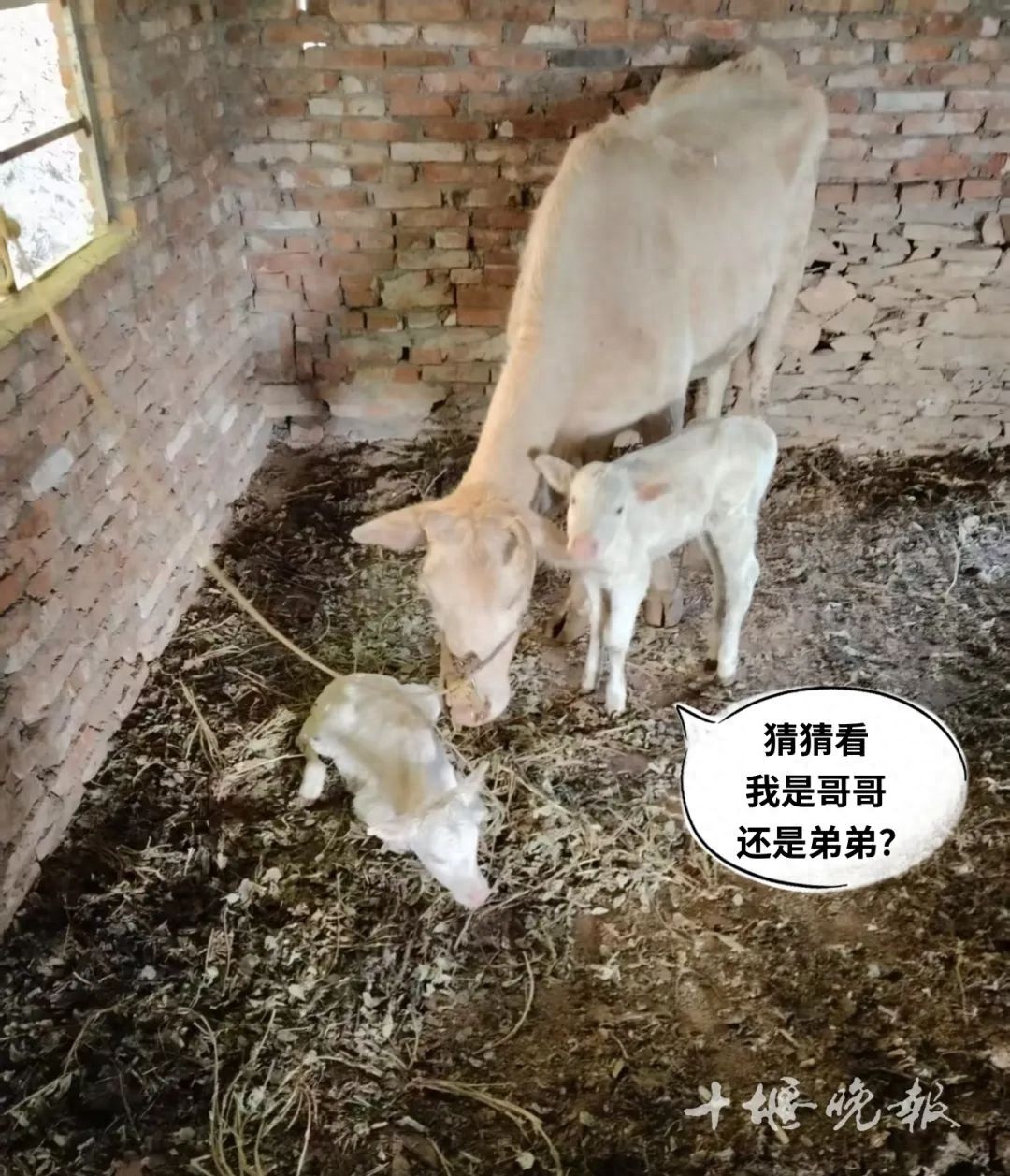 18岁高龄母牛竟产下双胞胎！30斤小牛引村民围观，10年难得一见  第1张