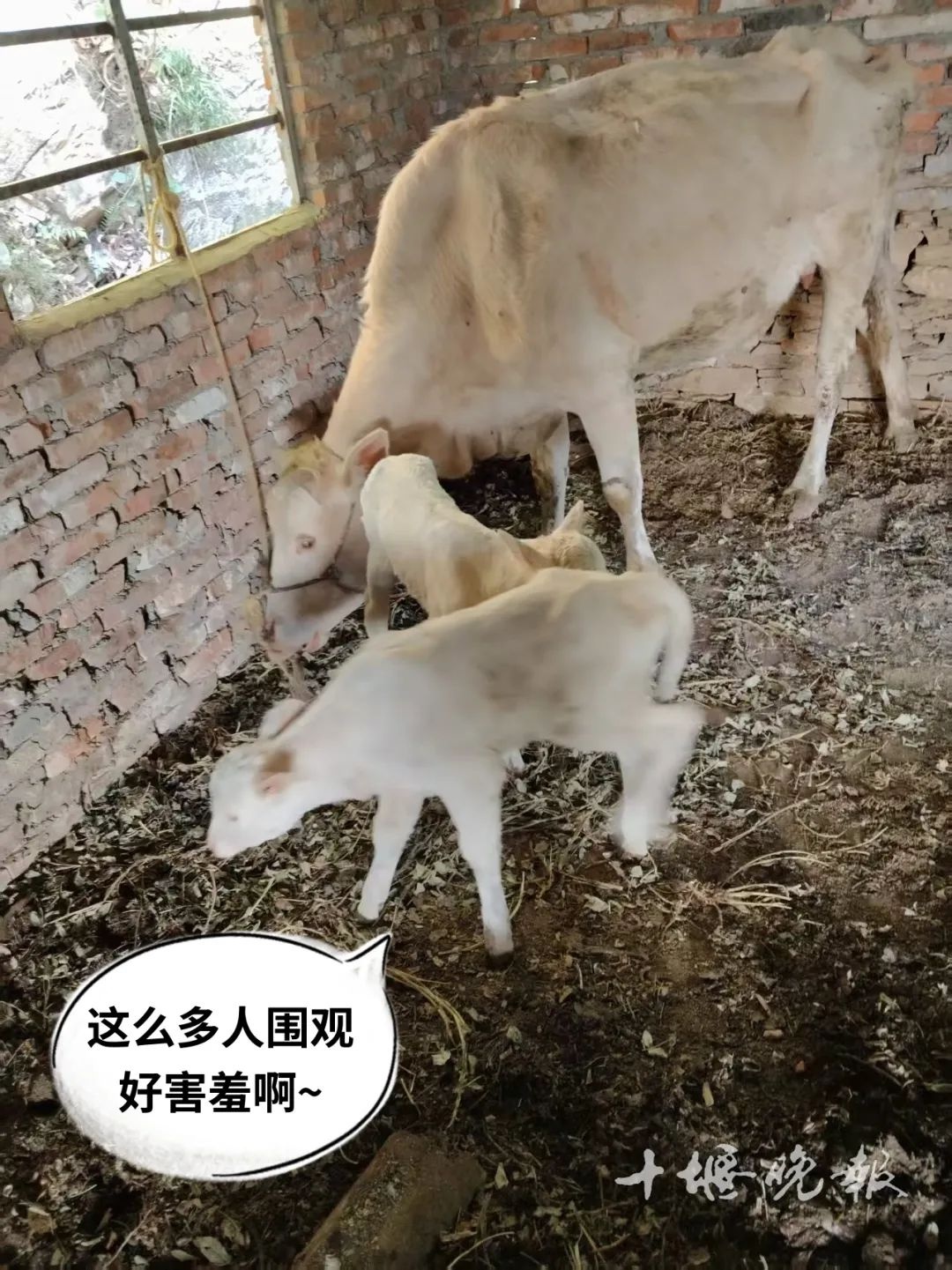 18岁高龄母牛竟产下双胞胎！30斤小牛引村民围观，10年难得一见  第2张