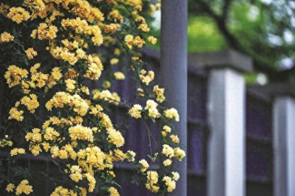 宁波绿岛公园惊现10米花瀑！千年木香花为何能让人沉醉不已？