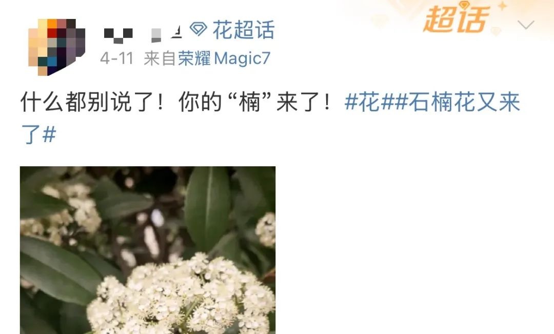 外表小清新的石楠花为何味道如此难闻？三种物质作用揭开真相  第2张