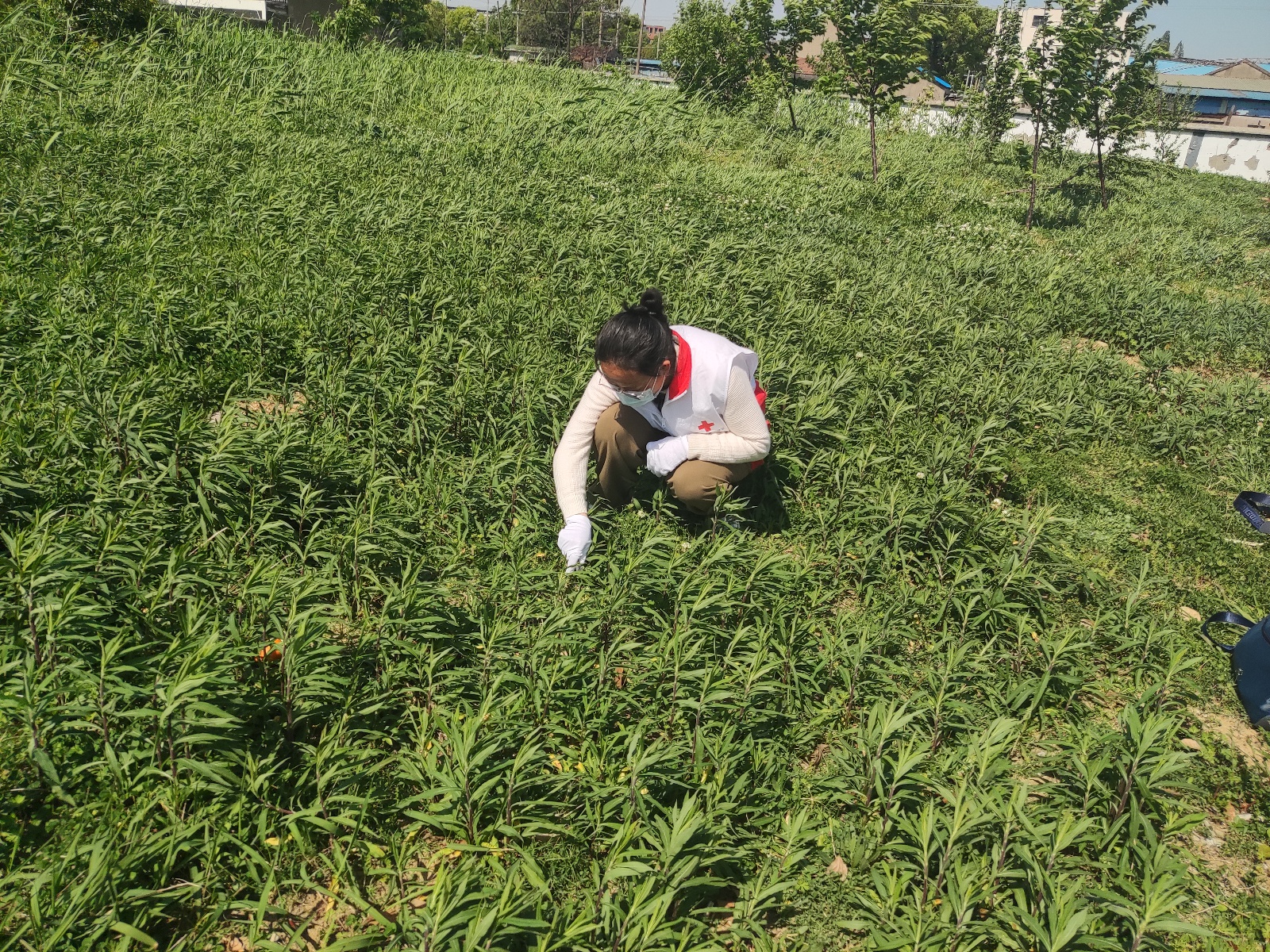 红十字志愿者加入查螺队，他们为何如此拼命保护我们的健康？  第3张