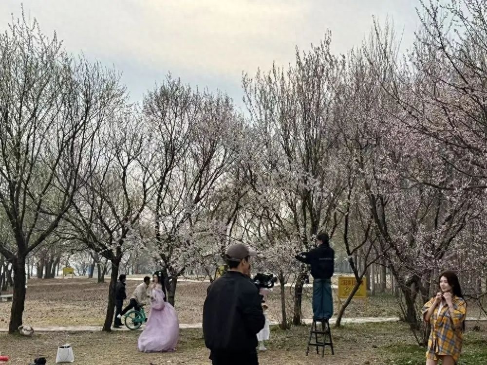 花样经济何以动人心？揭秘辽宁沈阳以花为媒打造消费新场景  第1张