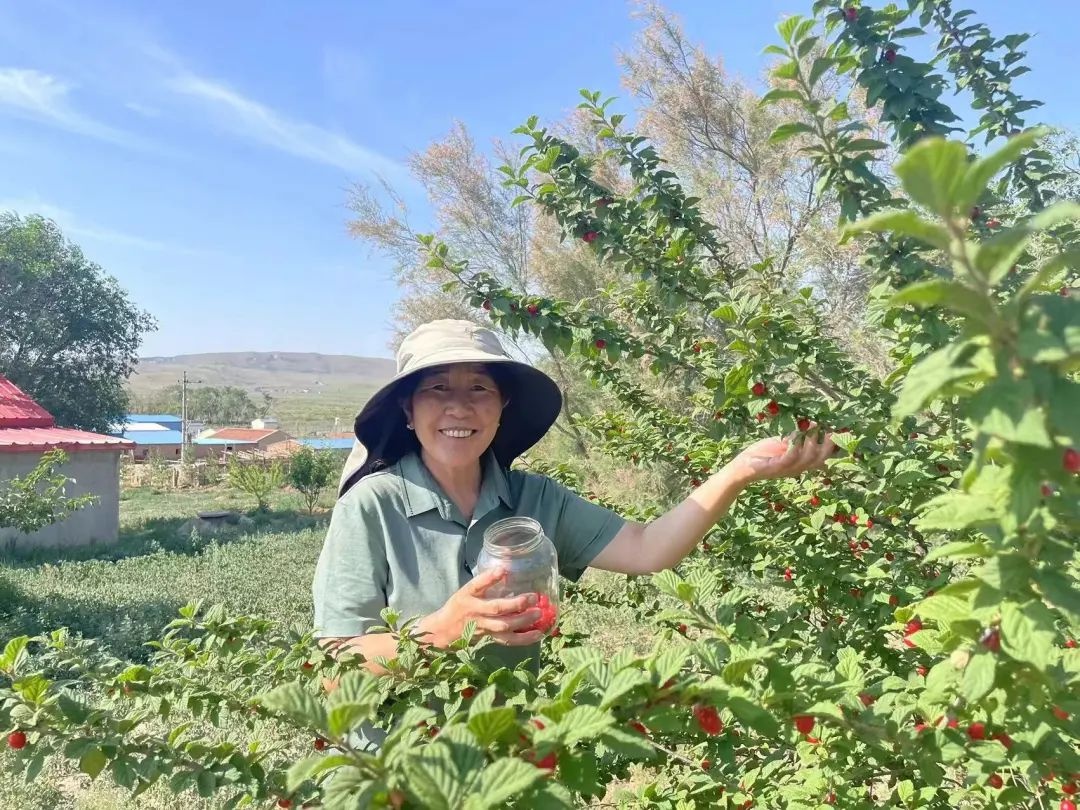 坚持种树十余载！镶黄旗牧民布仁苏乙拉如何为爱与担当改善草原环境？  第2张