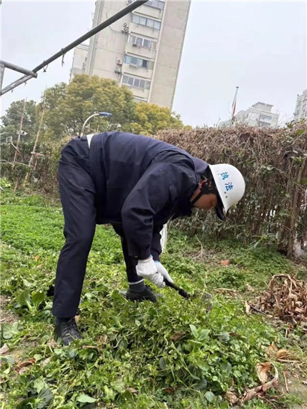 公共绿化带变私家菜园？江湾镇街道重拳出击整治乱象  第2张