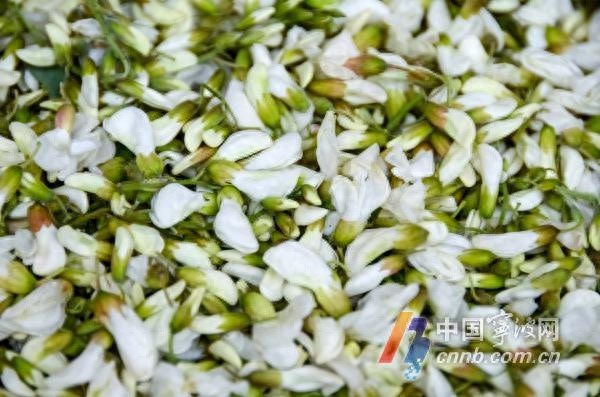 北方传统美食槐花来宁波了！你知道它还能这样吃吗？