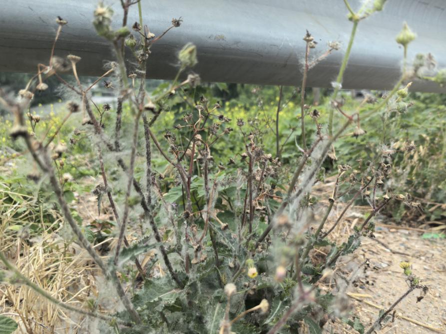 气温攀升杨柳絮高发，多部门联动治理！成效如何？快来看  第2张