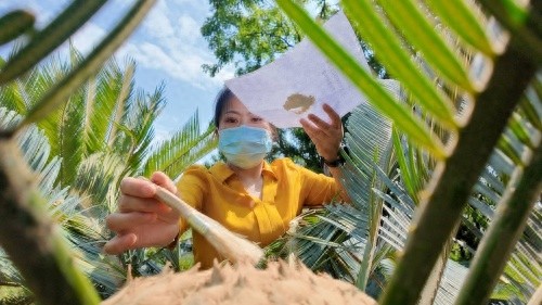 铁树开花已罕见，雌雄同开更是奇！攀枝花苏铁园咋回事？