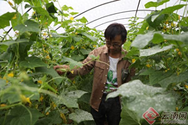 昭通大关县天星镇祥云村寸金黄瓜凭啥获青睐？价格还这么好