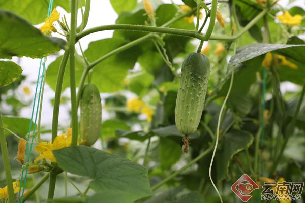 昭通大关县天星镇祥云村寸金黄瓜凭啥获青睐？价格还这么好  第2张