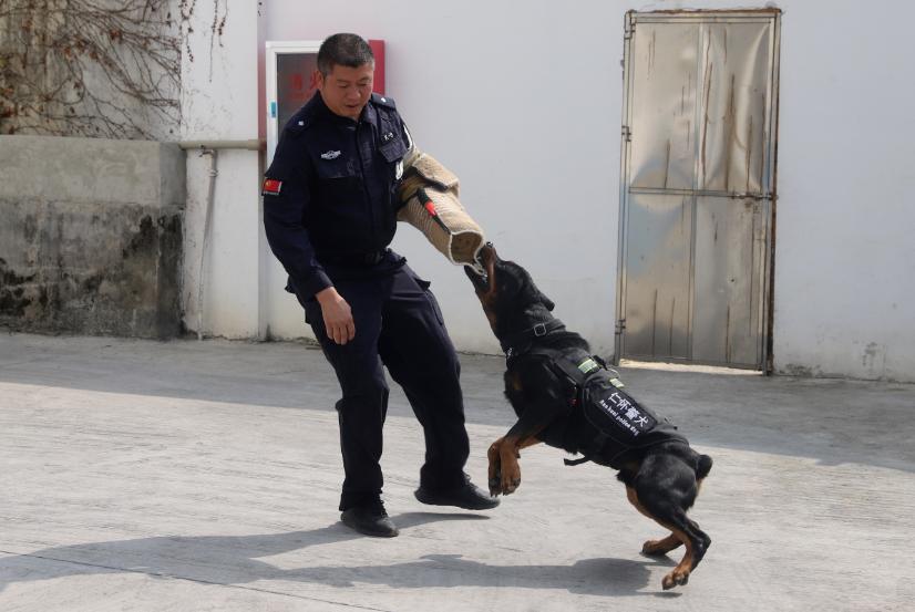 遵义公安获公安部表扬！12人15犬的警犬中队凭何脱颖而出？  第2张