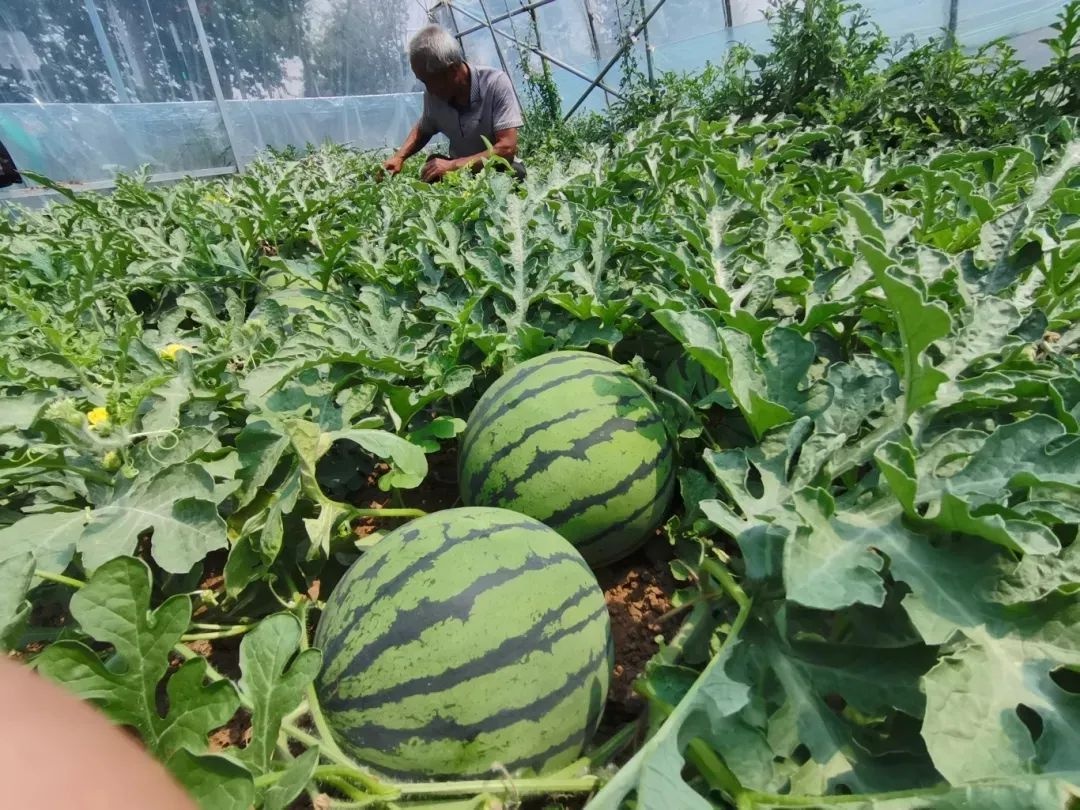 西瓜价格暴跌近50%！未来还会跌？今夏水果自由要实现了？  第4张