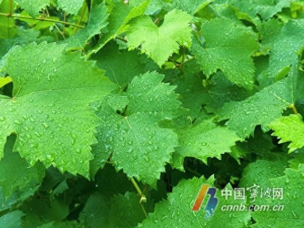 未来十天甬城都要泡在雨里？今日雨量和气温情况快来看  第1张