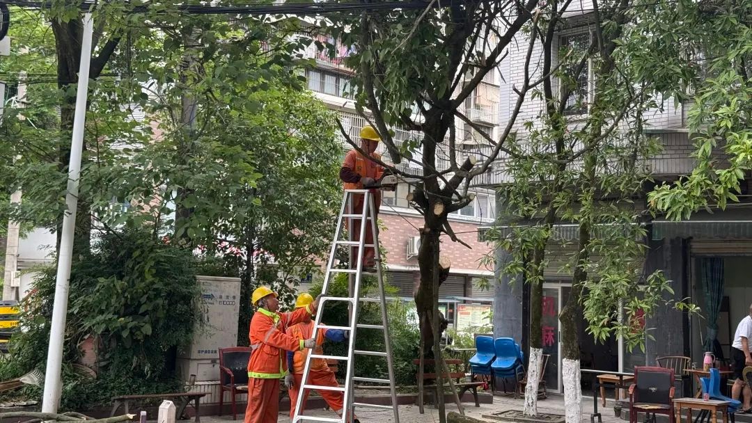 都江堰市绿化改造解民忧！这一举措如何保障市民出行安全？  第5张