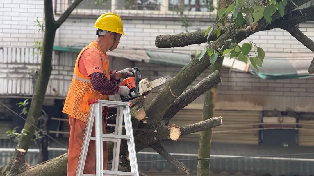 都江堰市绿化改造解民忧！这一举措如何保障市民出行安全？  第6张