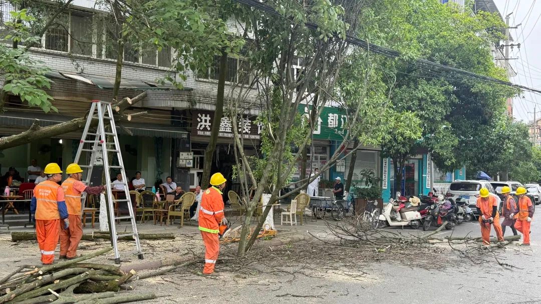 都江堰市绿化改造解民忧！这一举措如何保障市民出行安全？  第7张