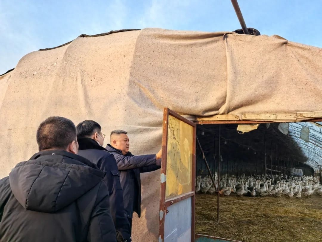 上千只种鹅被查封！养殖户为何陷入如此困境？背后真相令人心酸