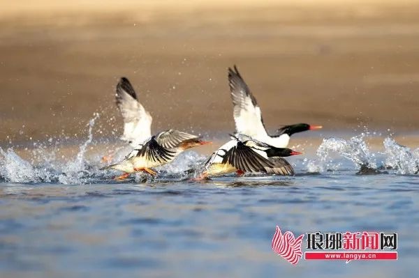 沂水惊现千年活化石！中华秋沙鸭为何选择这里越冬？  第6张