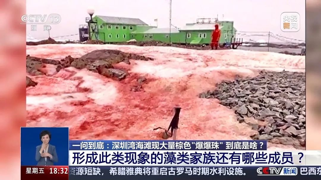 广东海边惊现神秘爆爆珠！是野生史莱姆还是赤潮大暴发？专家揭秘真相  第3张