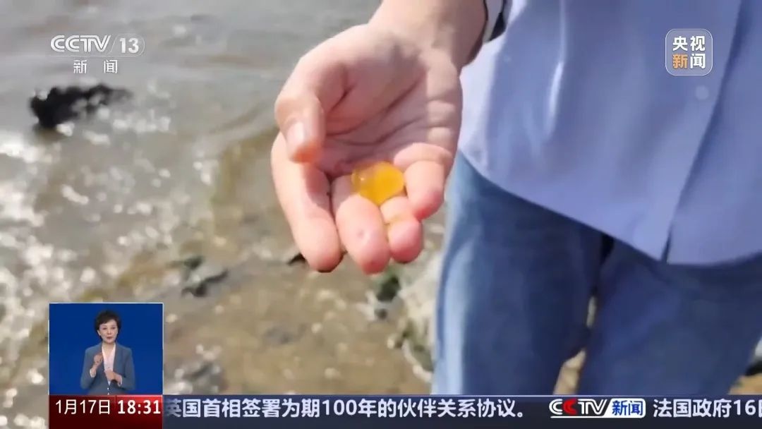 广东海边惊现神秘爆爆珠！是野生史莱姆还是赤潮大暴发？专家揭秘真相  第4张