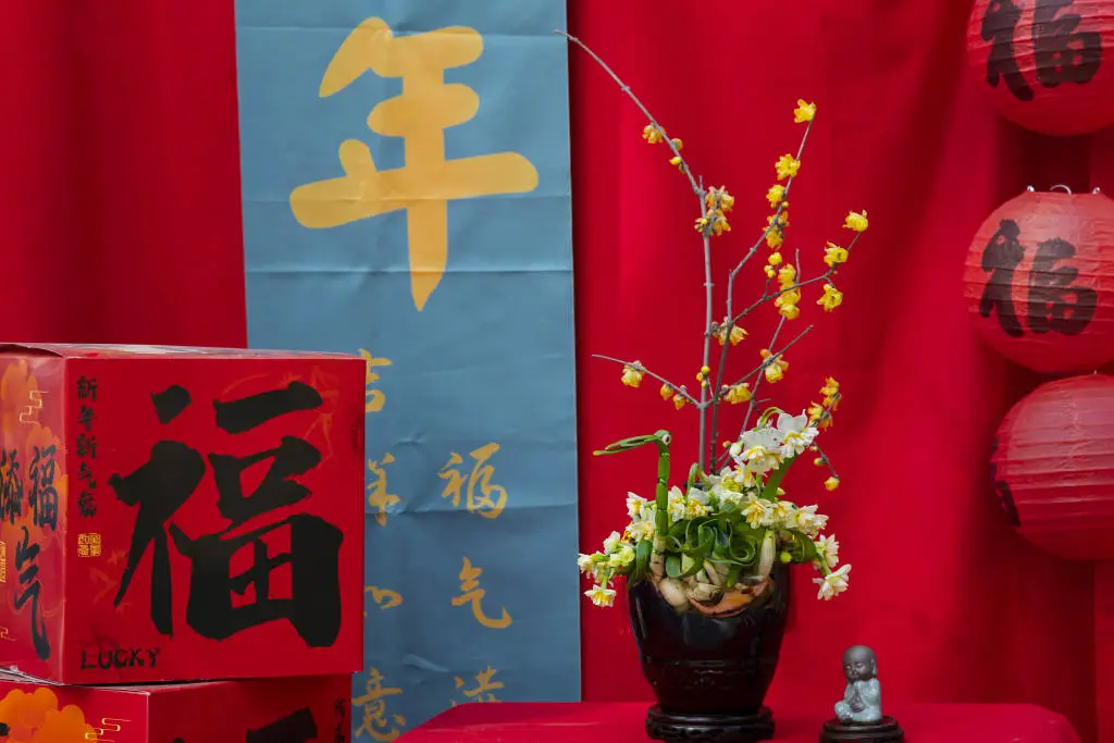 2025新春水仙花展惊艳开幕！近百盆大师级水仙雕刻作品等你来赏  第3张