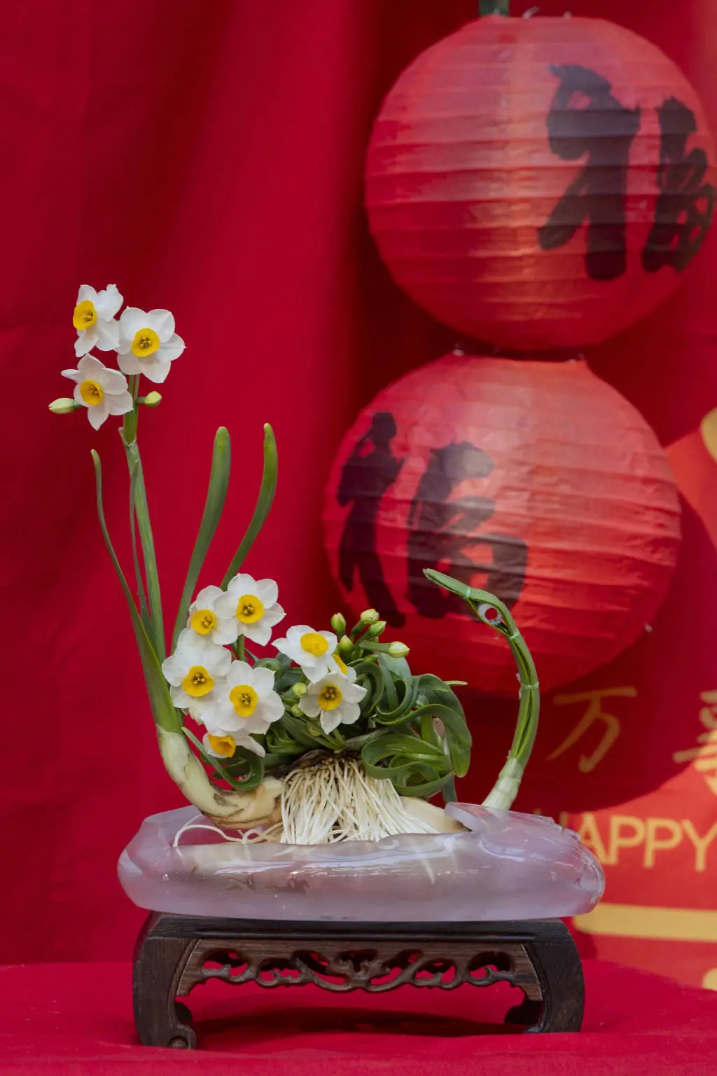 2025新春水仙花展惊艳开幕！近百盆大师级水仙雕刻作品等你来赏  第5张