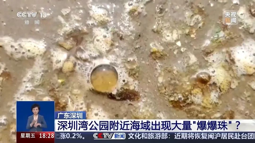 深圳湾惊现大片褐色爆爆珠！这些神秘藻类究竟从何而来？  第1张