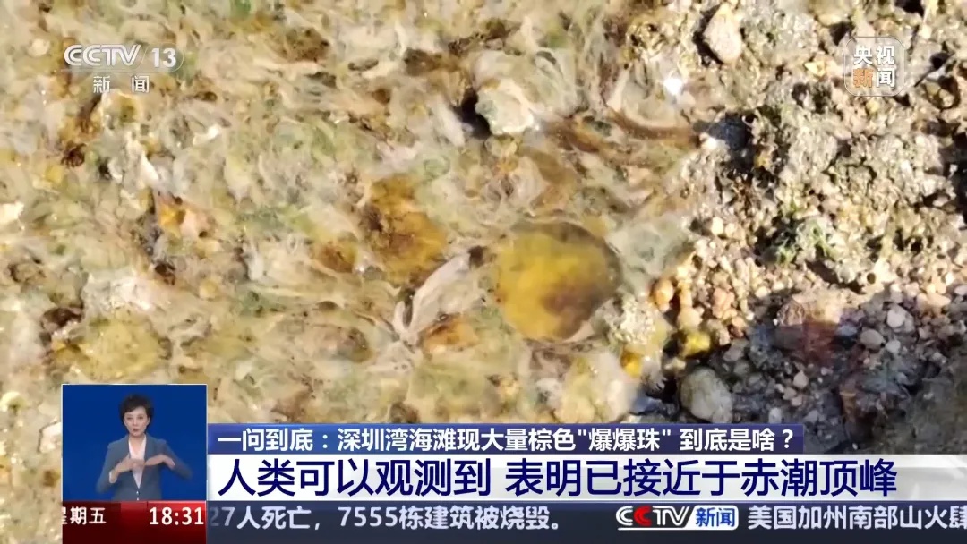 深圳湾惊现大片褐色爆爆珠！这些神秘藻类究竟从何而来？  第2张