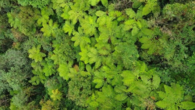 探秘龙陵小黑山！恐龙时代的活化石桫椤群为何如此珍贵？  第1张