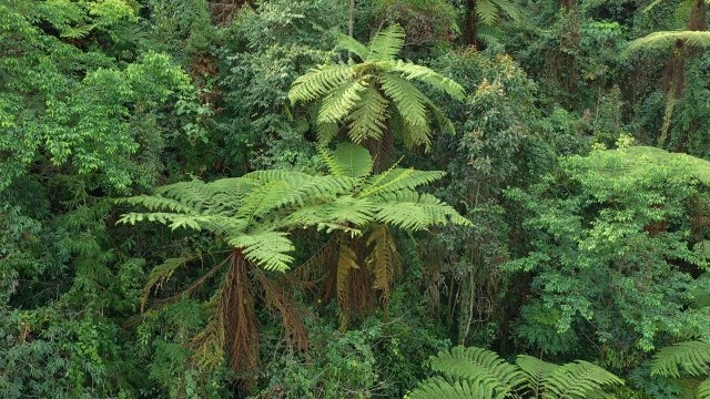 探秘龙陵小黑山！恐龙时代的活化石桫椤群为何如此珍贵？  第2张