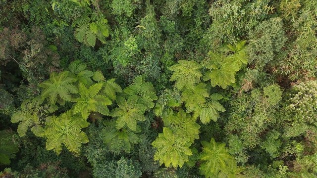 探秘龙陵小黑山！恐龙时代的活化石桫椤群为何如此珍贵？  第3张