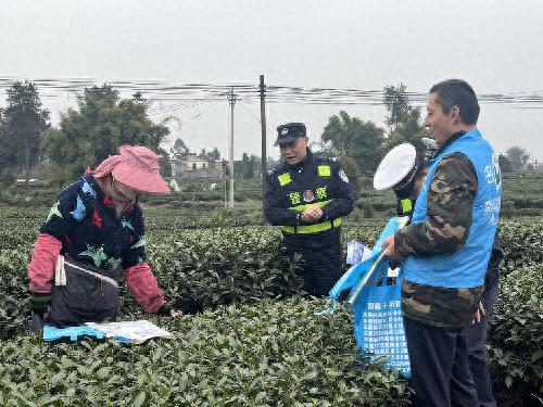 春暖花开之际，百丈镇如何让茶农远离毒品的诱惑？