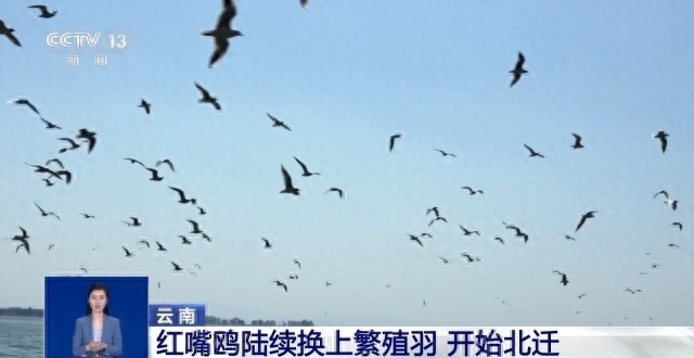 红嘴鸥即将北归，你抓住最后的观鸥时机了吗？