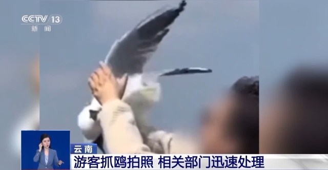 红嘴鸥即将北归，你抓住最后的观鸥时机了吗？  第4张
