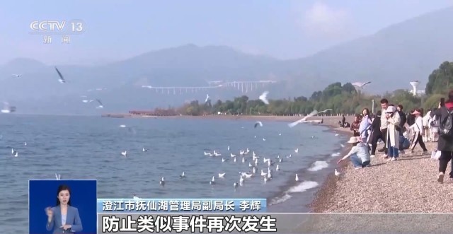 红嘴鸥即将北归，你抓住最后的观鸥时机了吗？  第6张