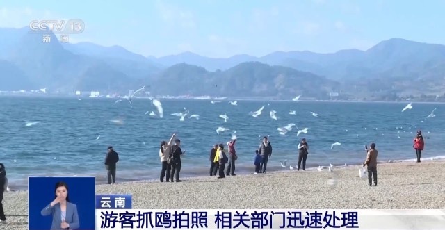 红嘴鸥即将北归，你抓住最后的观鸥时机了吗？  第7张