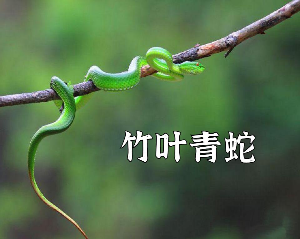 广州张先生家中翻木板竟被毒蛇咬伤，春季蛇出没我们该如何防范？  第2张