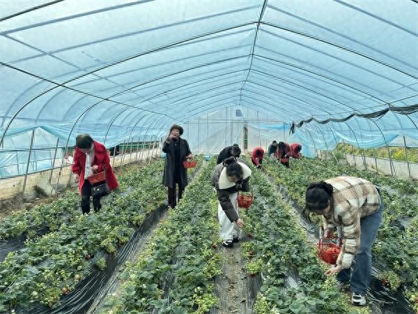 你想带孩子体验采摘的乐趣吗？汉阴中堰村的草莓等你来摘
