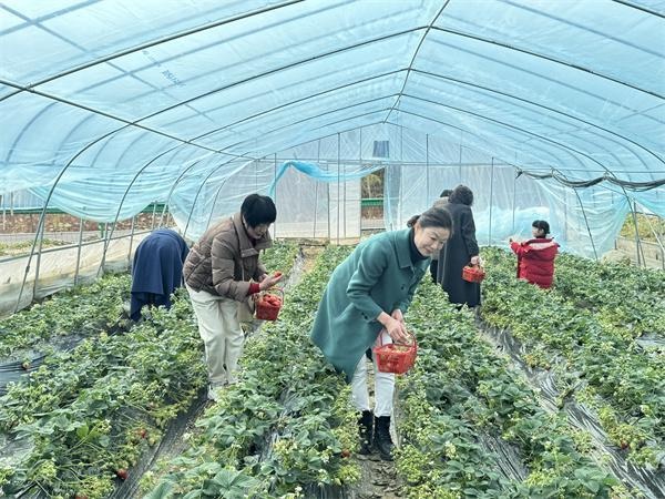 你想带孩子体验采摘的乐趣吗？汉阴中堰村的草莓等你来摘  第2张