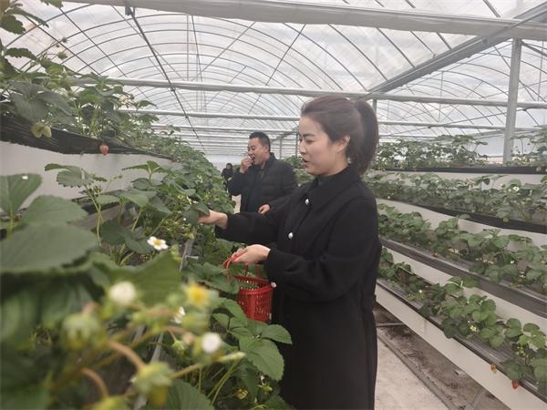 你想带孩子体验采摘的乐趣吗？汉阴中堰村的草莓等你来摘  第3张