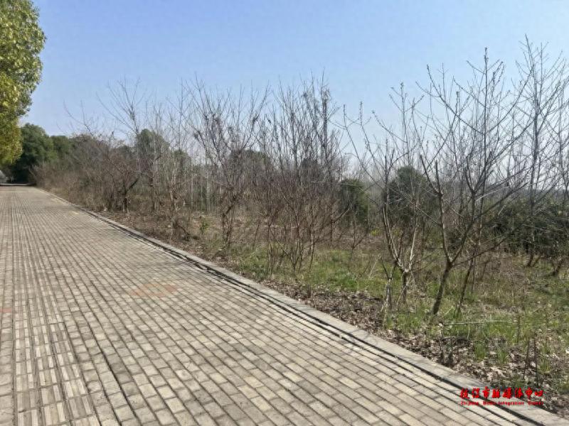 枝江市为何突然出动50余名执法人员？城市门面大整治的背后原因是什么